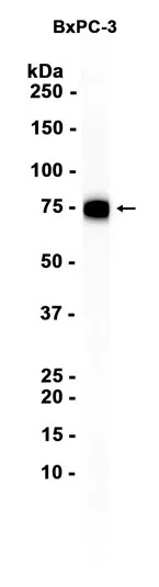 LYPD3 Rabbit Monoclonal Antibody - Size: 100µl