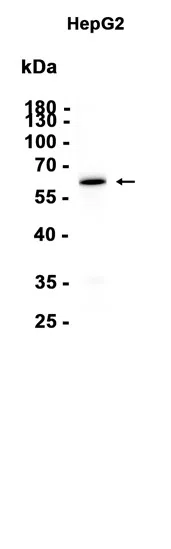 HRPT2 Rabbit Monoclonal Antibody - Size: 100µl
