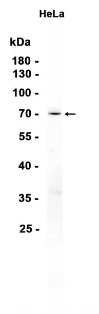 p73 Rabbit Monoclonal Antibody - Size: 50µl