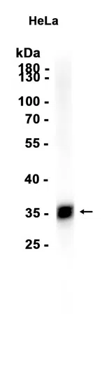 MSI2 Rabbit Monoclonal Antibody