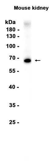 Albumin Rabbit Monoclonal Antibody - Size: 50µl