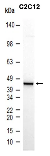 DUSP4 Rabbit Monoclonal Antibody - Size: 50µl