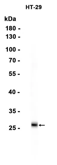 MMP7 Rabbit Monoclonal Antibody - Size: 100µl