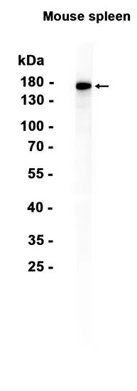 CD163 Rabbit Monoclonal Antibody