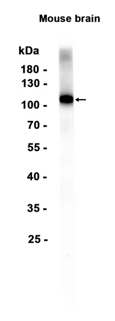 ATG9A Rabbit Monoclonal Antibody
