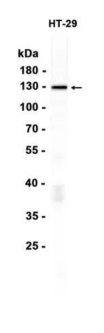 p130 Rabbit Monoclonal Antibody
