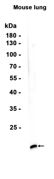 Sca1/Ly6A/E Rabbit Monoclonal Antibody - Size: 50µl