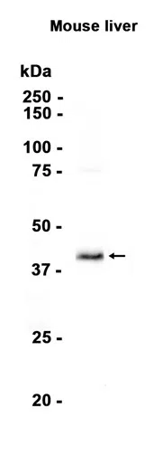 BHMT Rabbit Monoclonal Antibody