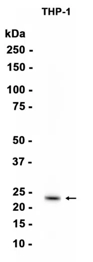 TMS1 Rabbit Monoclonal Antibody - Size: 100µl