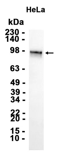 Sortilin Rabbit Monoclonal Antibody - Size: 100µl