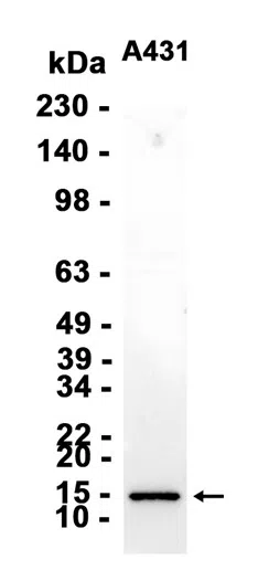 Galectin 7 Rabbit Monoclonal Antibody - Size: 100µl