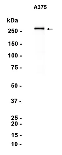 NG2 Rabbit Monoclonal Antibody - Size: 100µl