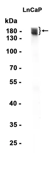 MRP4 Rabbit Monoclonal Antibody
