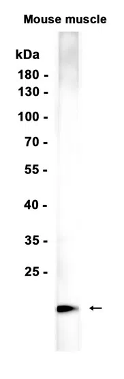 Myoglobin Rabbit Monoclonal Antibody - Size: 100µl