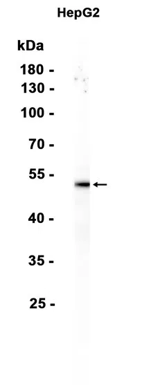 APOBEC3B Rabbit Monoclonal Antibody - Size: 100µl