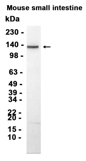 Integrin alpha 9 Rabbit Monoclonal Antibody