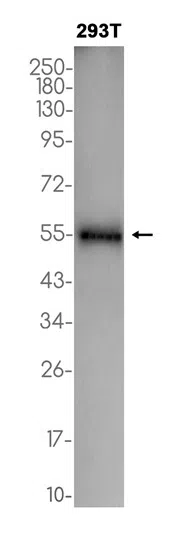 ERG Rabbit Monoclonal Antibody - Size: 50µl