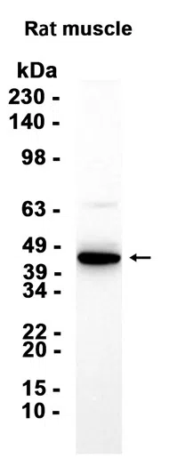 BST2 Rabbit Monoclonal Antibody - Size: 50µl
