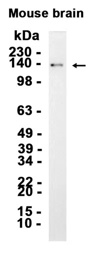 NrCAM Rabbit Monoclonal Antibody AMRe86799