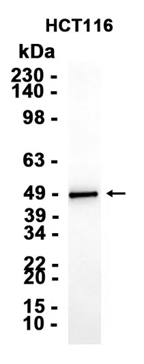 EIF2S2 Rabbit Monoclonal Antibody