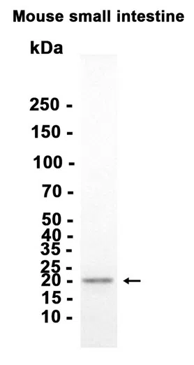Bok Rabbit Monoclonal Antibody - Size: 50µl