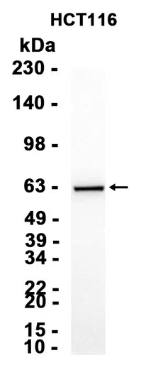 JAML Rabbit Monoclonal Antibody - Size: 100µl