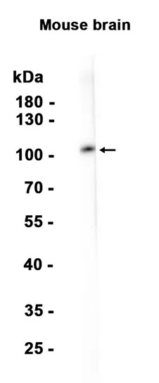 Glutamate Receptor 1 (AMPA subtype) Rabbit Monoclonal Antibody - Size: 5