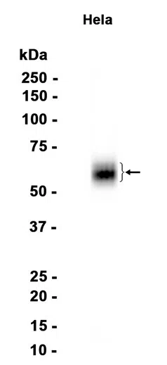 MICA Rabbit Monoclonal Antibody - Size: 100µl