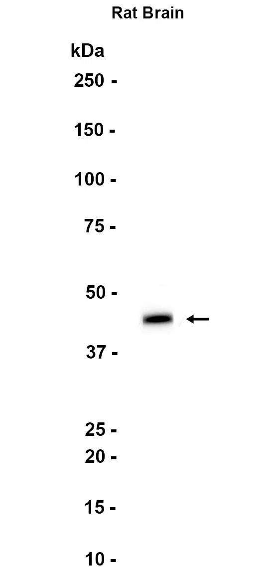 BRN3A Rabbit Monoclonal Antibody