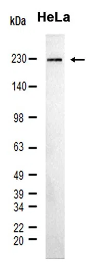 Integrin beta 4 Rabbit Monoclonal Antibody