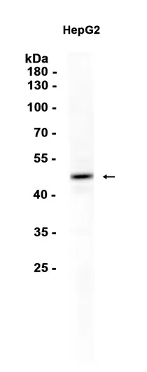 PTP1B Rabbit Monoclonal Antibody - Size: 100µl