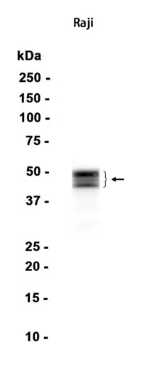 RUNX3 Rabbit Monoclonal Antibody - Size: 50µl