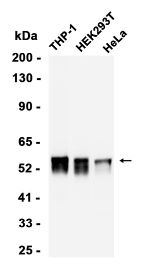 TRAF2 Rabbit Monoclonal Antibody - Size: 100µl