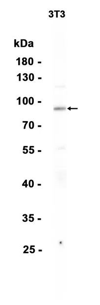 CD36 Rabbit Monoclonal Antibody
