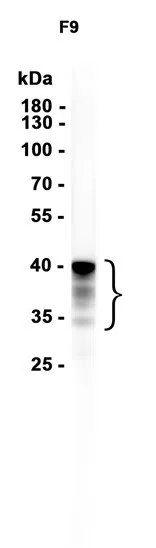 Nanog Rabbit Monoclonal Antibody - Size: 100µl