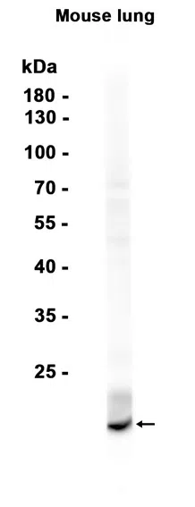 Uteroglobin Rabbit Monoclonal Antibody - Size: 50µl