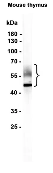 CD2 Rabbit Monoclonal Antibody