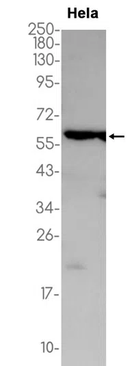 ATP5A Rabbit Monoclonal Antibody