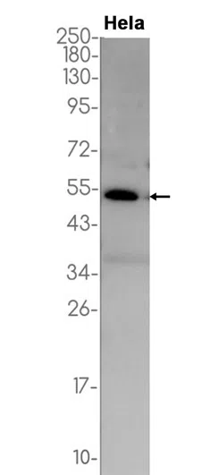 LOX Rabbit Monoclonal Antibody - Size: 50µl