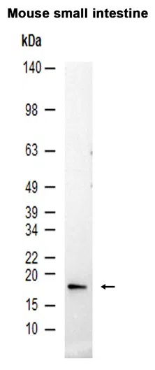 HES5 Rabbit Monoclonal Antibody - Size: 100µl