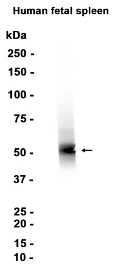 LYVE1 Rabbit Monoclonal Antibody - Size: 50µl