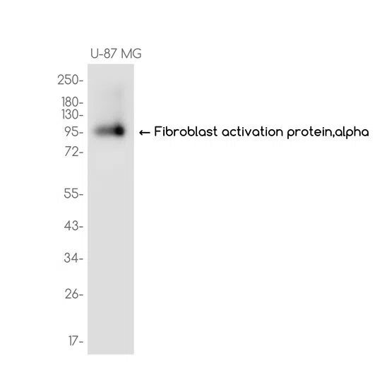 Fibroblast activation protein,alpha Rabbit Monoclonal Antibody - Size: 1