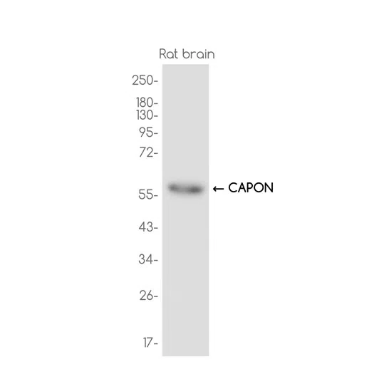 CAPON Rabbit Monoclonal Antibody - Size: 100µl
