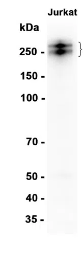 CD45 Rabbit Monoclonal Antibody