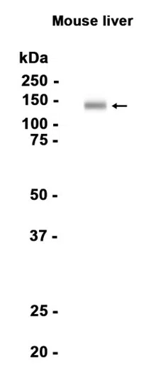 CD26 Rabbit Monoclonal Antibody - Size: 100µl
