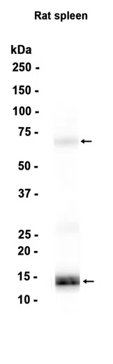 Myeloperoxidase Rabbit Monoclonal Antibody - Size: 50µl