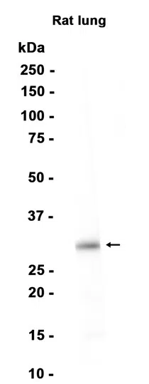 IL-33 Rabbit Monoclonal Antibody - Size: 50µl
