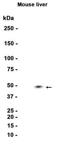 CYP2C19 Rabbit Monoclonal Antibody - Size: 50µl