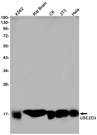 UBE2D3 Rabbit Monoclonal Antibody - Size: 50µl