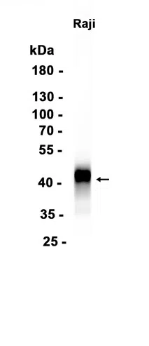 CD40 Rabbit Monoclonal Antibody - Size: 100µl